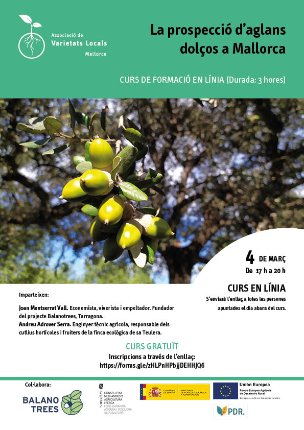 La prospecció d'aglans dolços a Mallorca