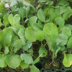 Planter col borratxona planters i ornamentals Nicolau 2022-09-14