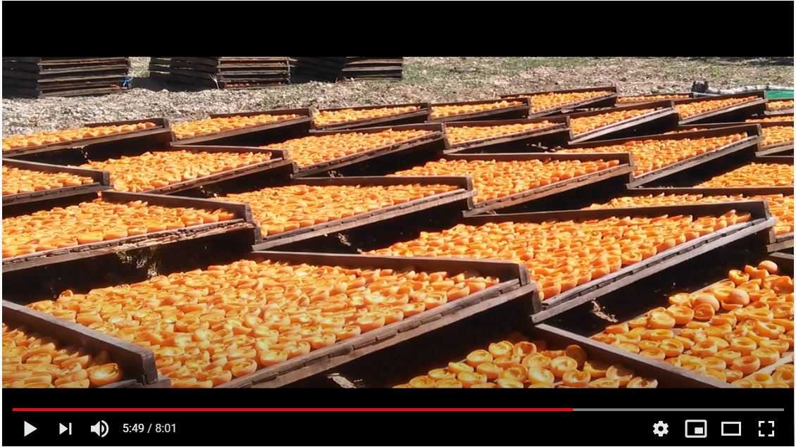 apricot video capture 2