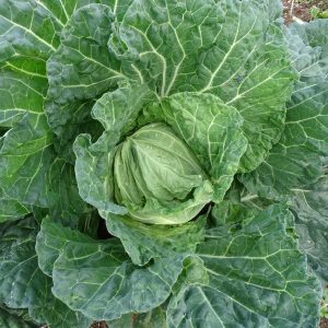 "Borratxona" cabbage