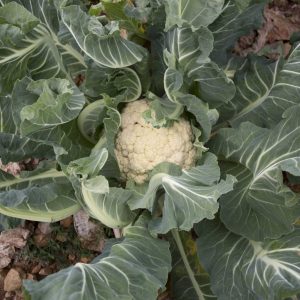 Cauliflower of sword leaf