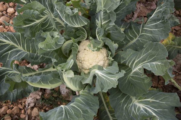 sword leaf cauliflower
