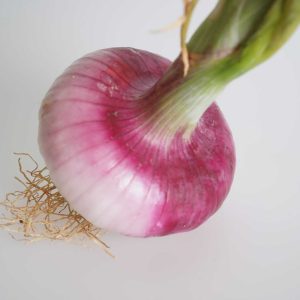Ibizan red onion
