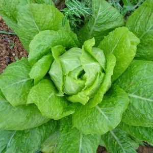 Summer lettuce
