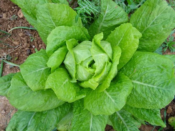 summer lettuce