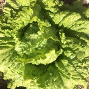"Revull blanc" lettuce