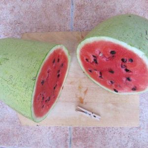 "Blanca i allargada" watermelon