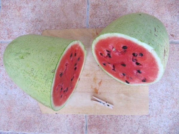 elongated white watermelon