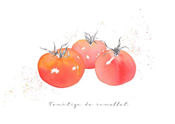 ilustracion tomate de ramillete para imprimir