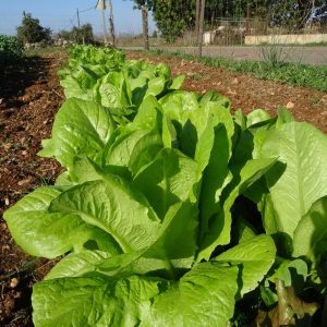 "Murtera blanca" lettuce