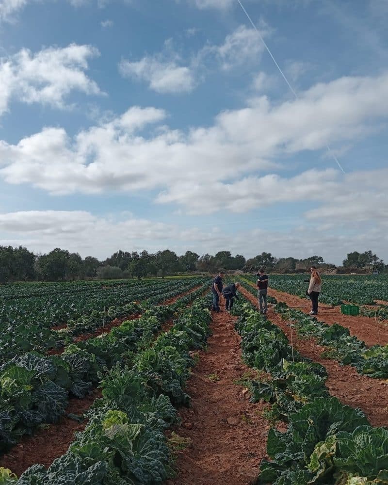 Selection and promotion of borratxona cabbage as a unique product of Mallorcan agriculture and gastronomy