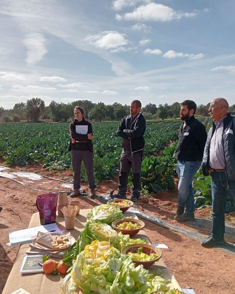 Selección y promoción de la col borrachona como producto singular de la agricultura y gastronomía de Mallorca 1