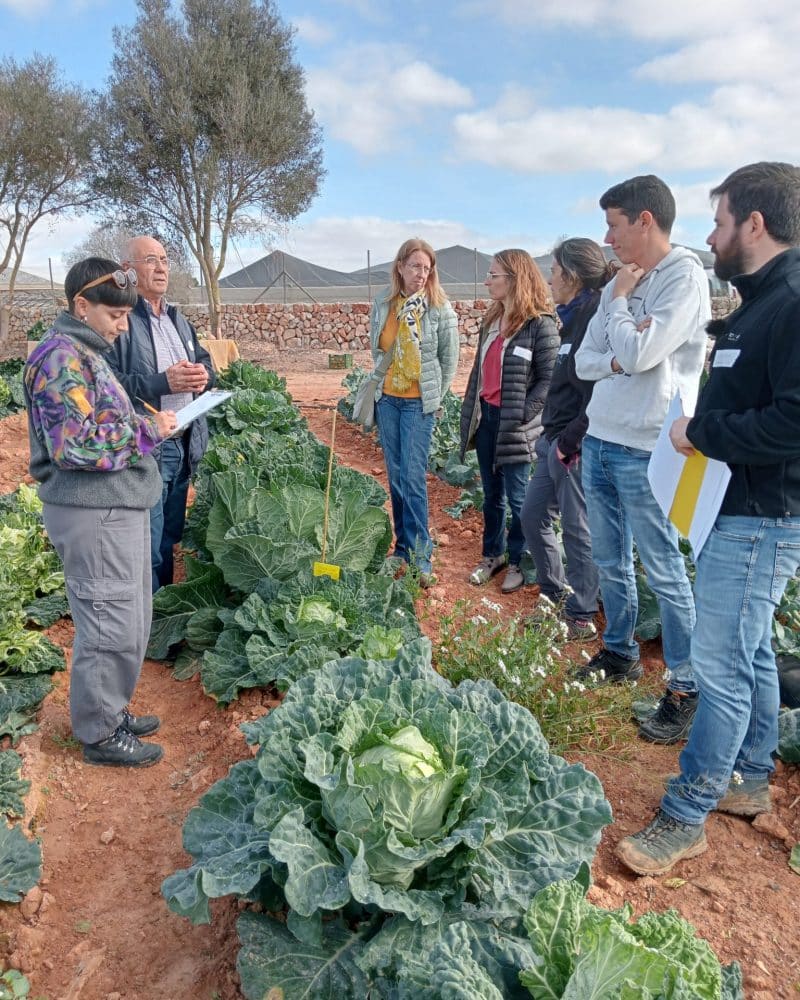 Seleccio i promocio de la col borratxona com a producte singular de lagricultura i gastronomia de Mallorca 2