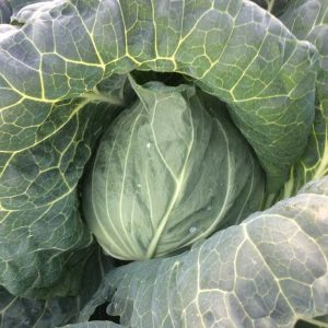 "Caputxina" cabbage